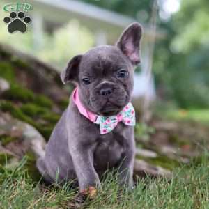 Berry, French Bulldog Puppy
